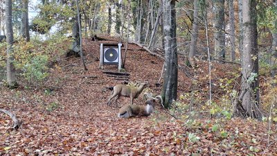 Feldscheibe und 3D Ziel Hirschgruppe