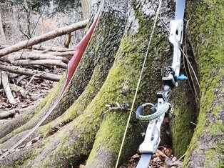 zwei Sportbögen lehnen an Baum