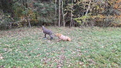 3D Ziele auf der Wiese vor dem Wald, Löwe und Steinbock