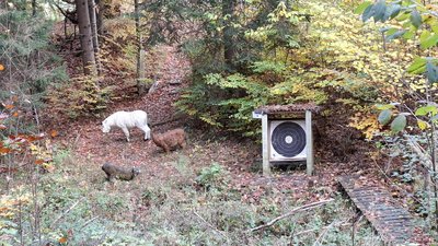 3D Ziel Schneelziege und Feldscheibe